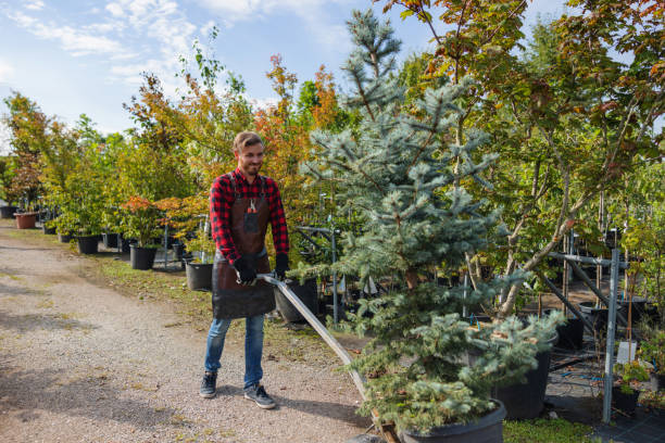 The Steps Involved in Our Tree Care Process in Alderwood Manor, WA